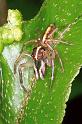 Clynotis_ZZ049_F0746_Z_90_Palmerstone park_Australie
